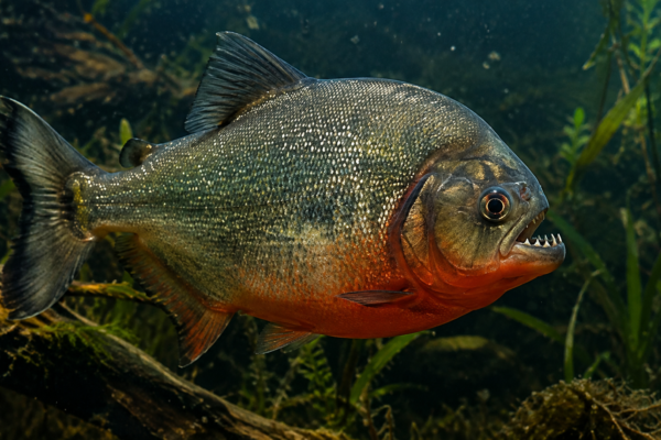 piragnia